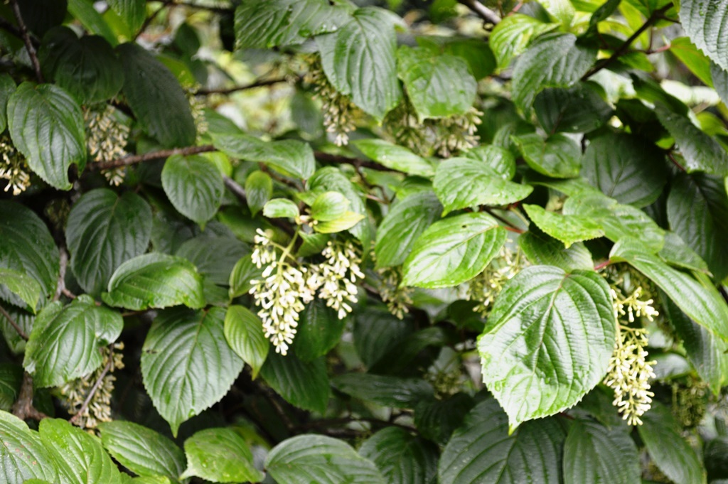Viburnum erubescens eFlora of India